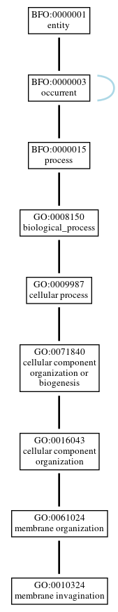 Graph of GO:0010324