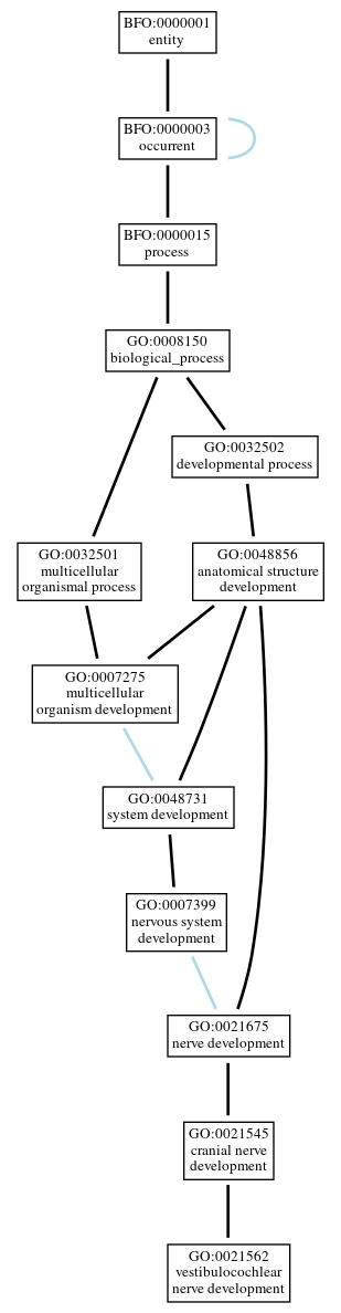 Graph of GO:0021562