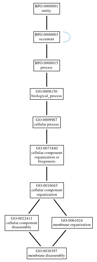Graph of GO:0030397