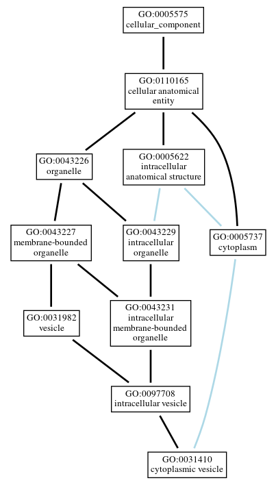 Graph of GO:0031410