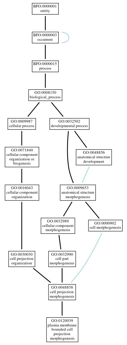 Graph of GO:0120039
