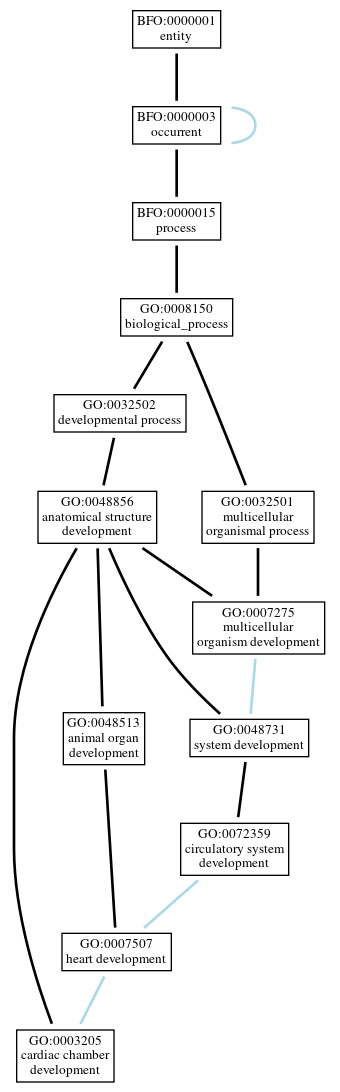 Graph of GO:0003205