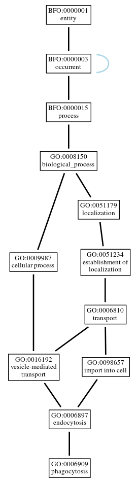 Graph of GO:0006909