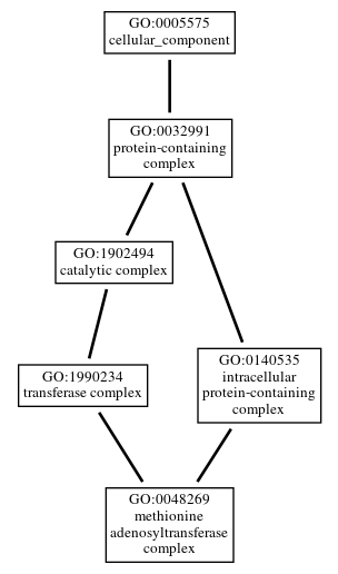 Graph of GO:0048269