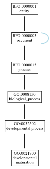 Graph of GO:0021700