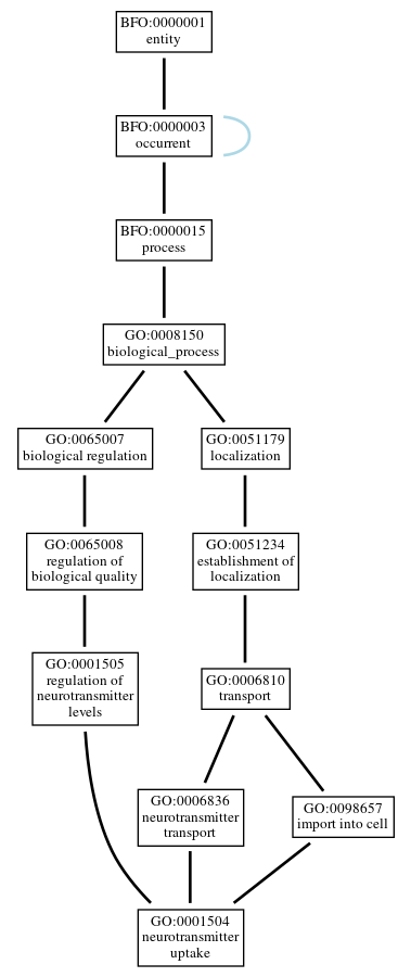 Graph of GO:0001504