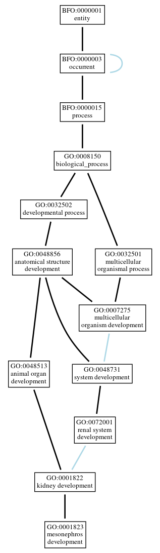 Graph of GO:0001823