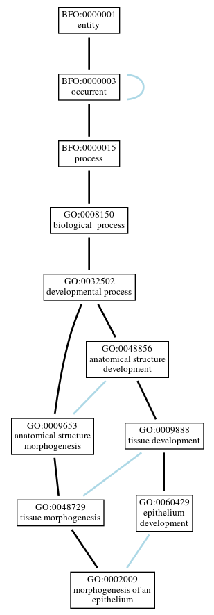 Graph of GO:0002009