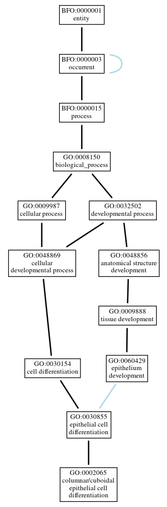 Graph of GO:0002065
