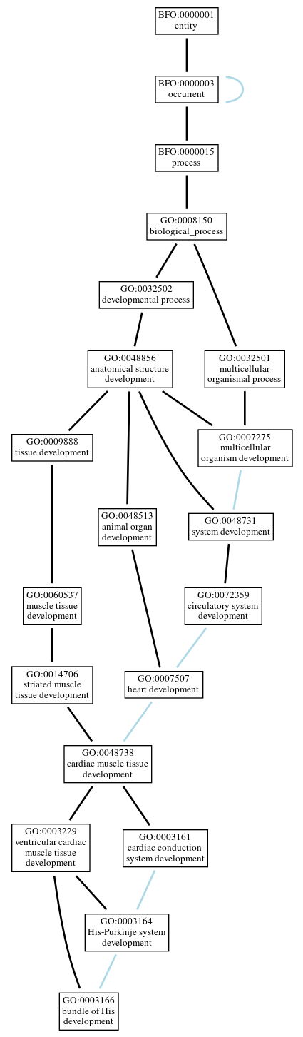 Graph of GO:0003166