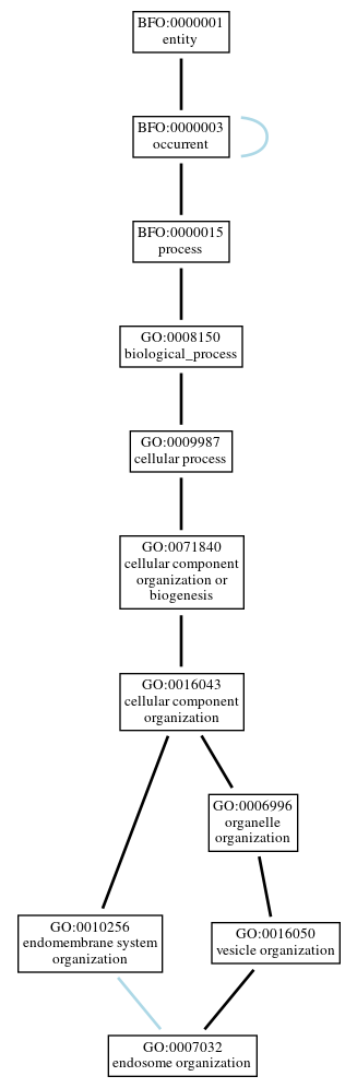 Graph of GO:0007032