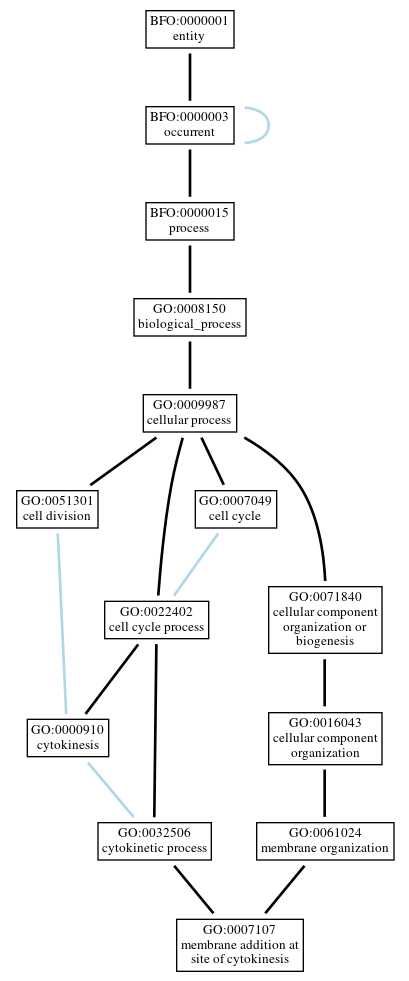 Graph of GO:0007107