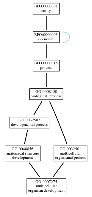 Graph of GO:0007275