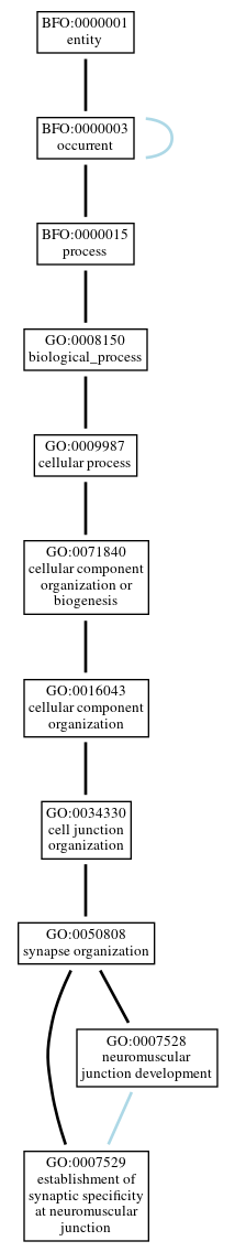 Graph of GO:0007529