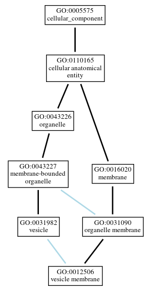 Graph of GO:0012506