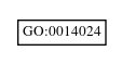 Graph of GO:0014024