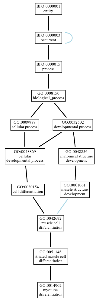 Graph of GO:0014902