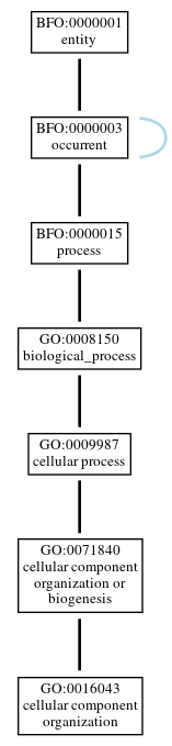 Graph of GO:0016043