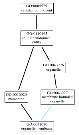 Graph of GO:0031090