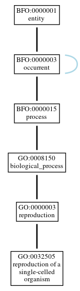 Graph of GO:0032505