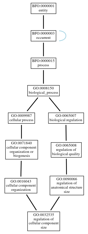 Graph of GO:0032535