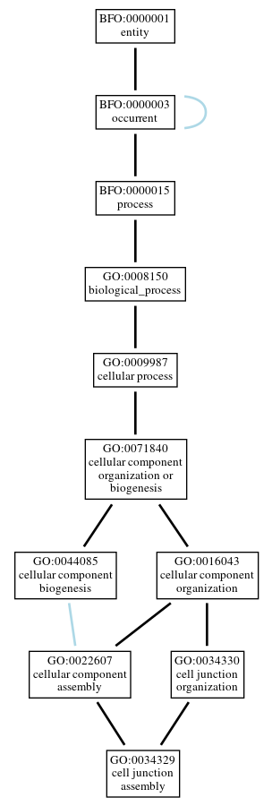 Graph of GO:0034329