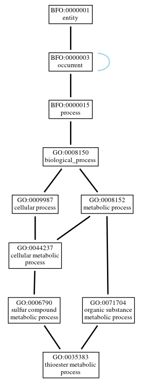 Graph of GO:0035383