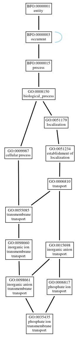 Graph of GO:0035435