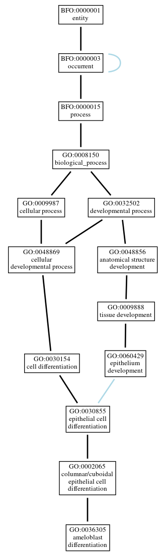 Graph of GO:0036305