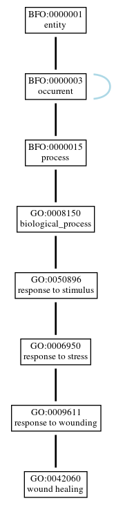 Graph of GO:0042060