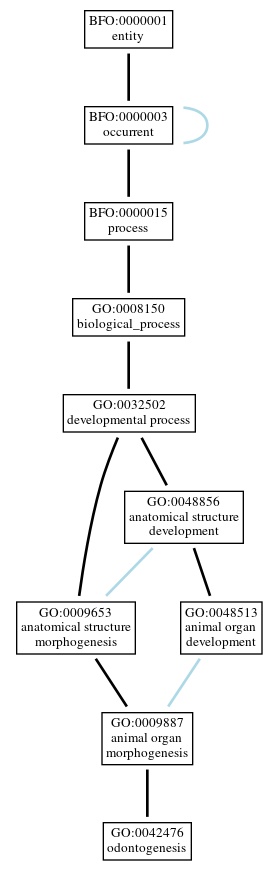 Graph of GO:0042476