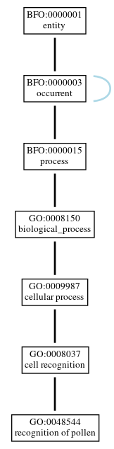 Graph of GO:0048544
