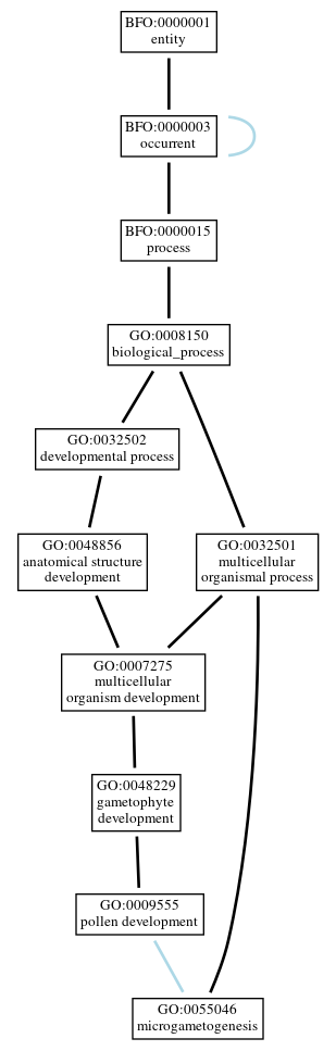 Graph of GO:0055046