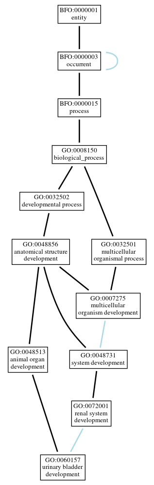 Graph of GO:0060157