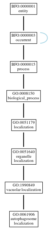 Graph of GO:0061906