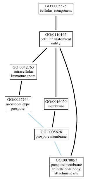 Graph of GO:0070057
