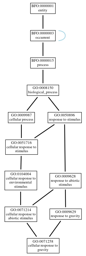 Graph of GO:0071258