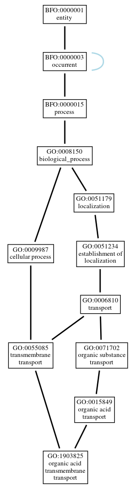 Graph of GO:1903825