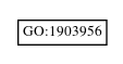 Graph of GO:1903956