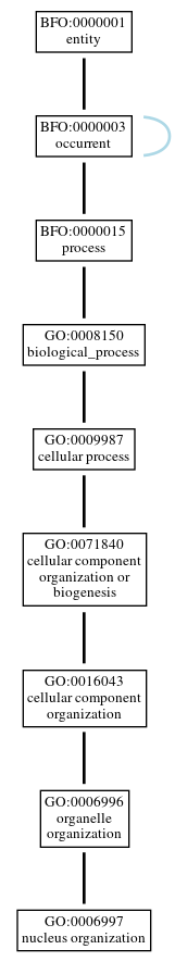Graph of GO:0006997