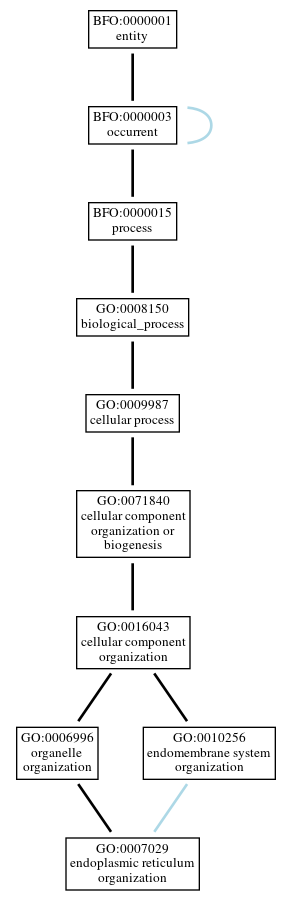 Graph of GO:0007029