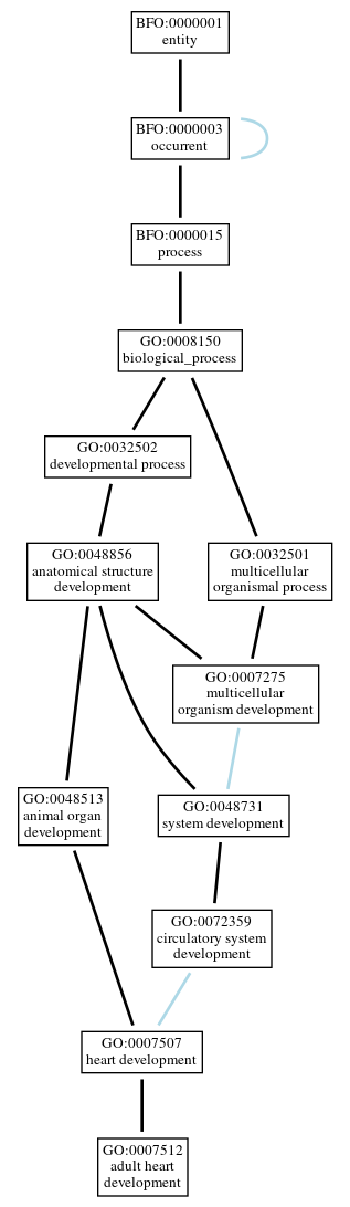 Graph of GO:0007512