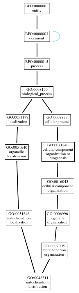 Graph of GO:0048311