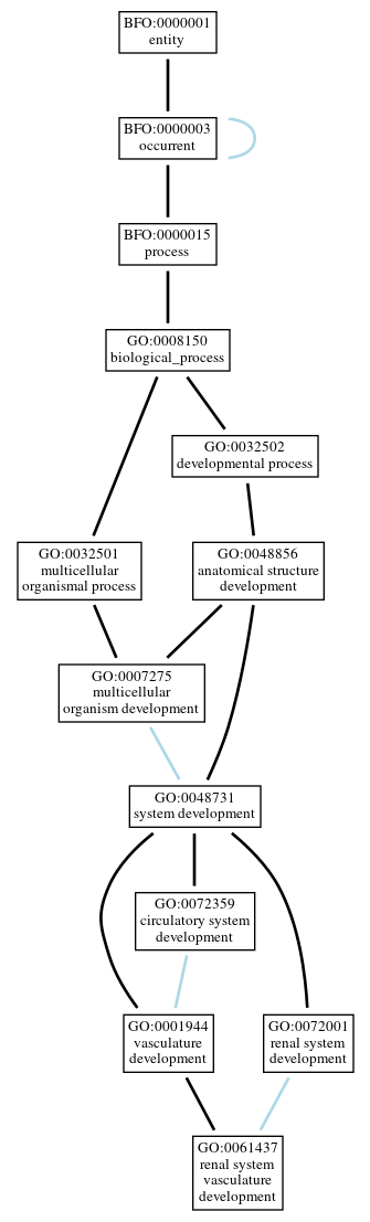 Graph of GO:0061437
