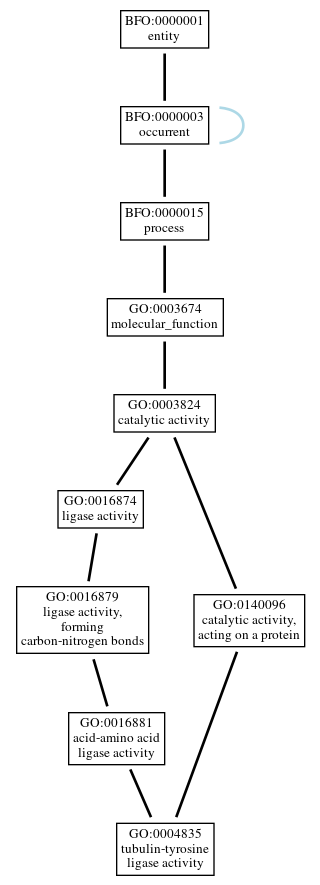Graph of GO:0004835