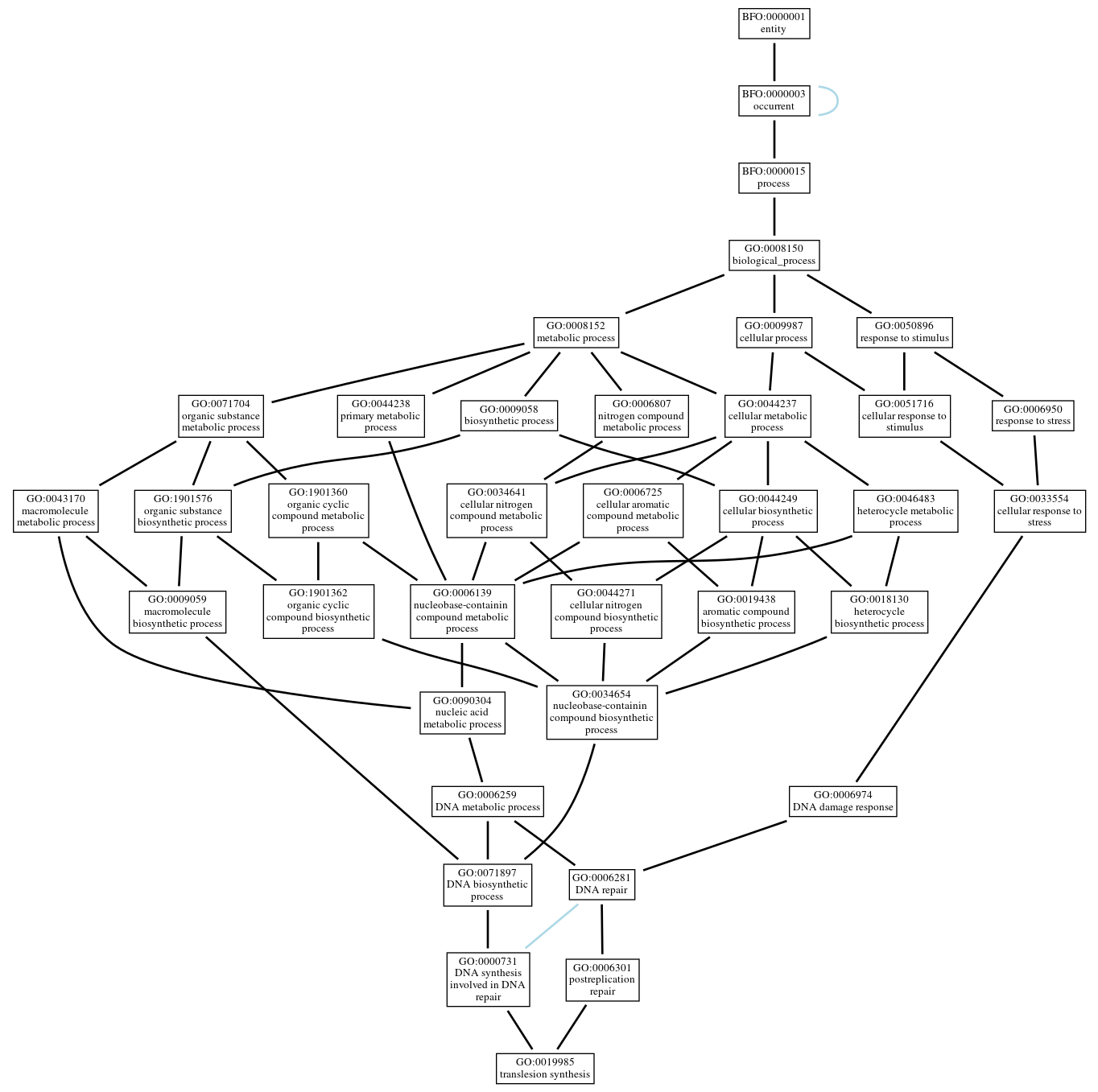 Graph of GO:0019985
