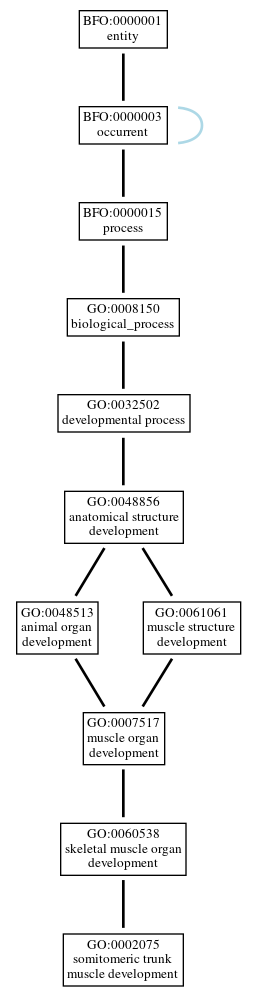 Graph of GO:0002075