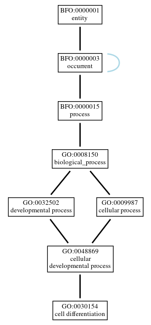 Graph of GO:0030154