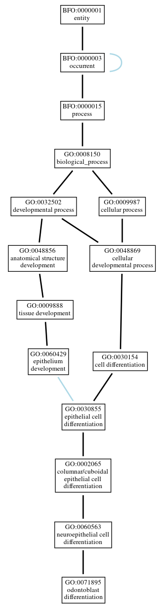 Graph of GO:0071895