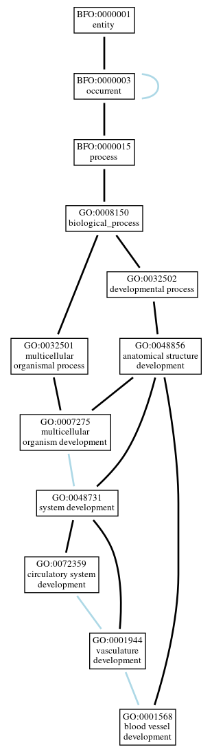 Graph of GO:0001568
